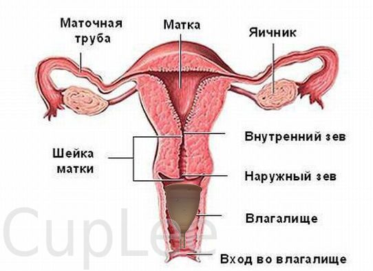 Как Вставлять Менструационную Чашу Фото